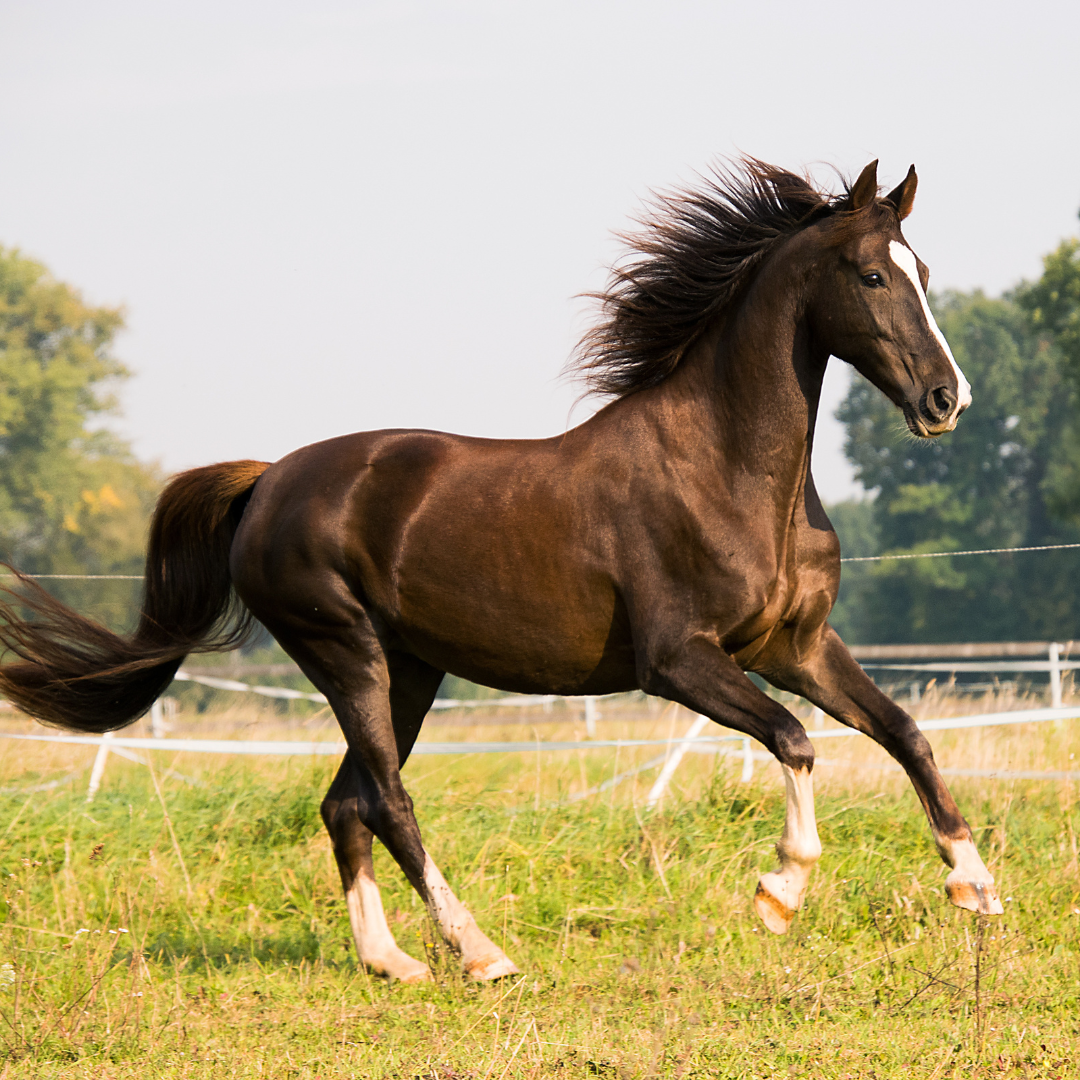 Symptoms Of Stress In Horses