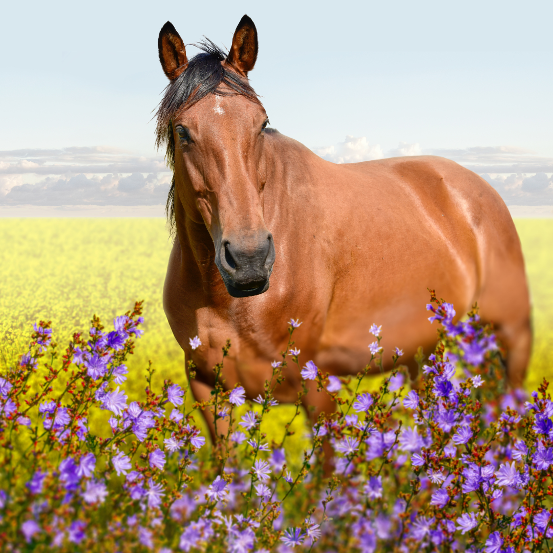 Effects Of Stress On Horses