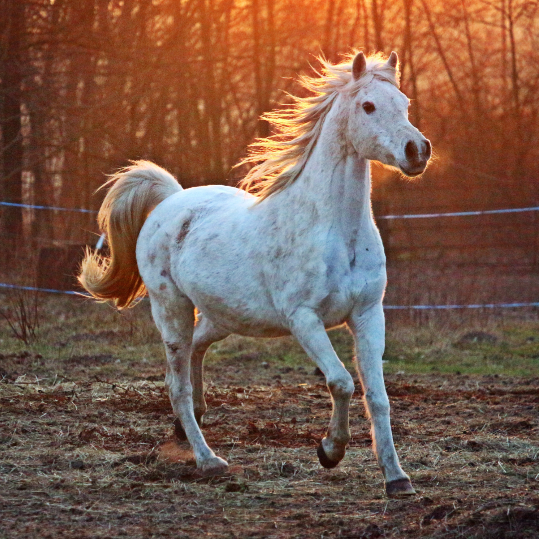 Tips To Reduce Stress In Horses