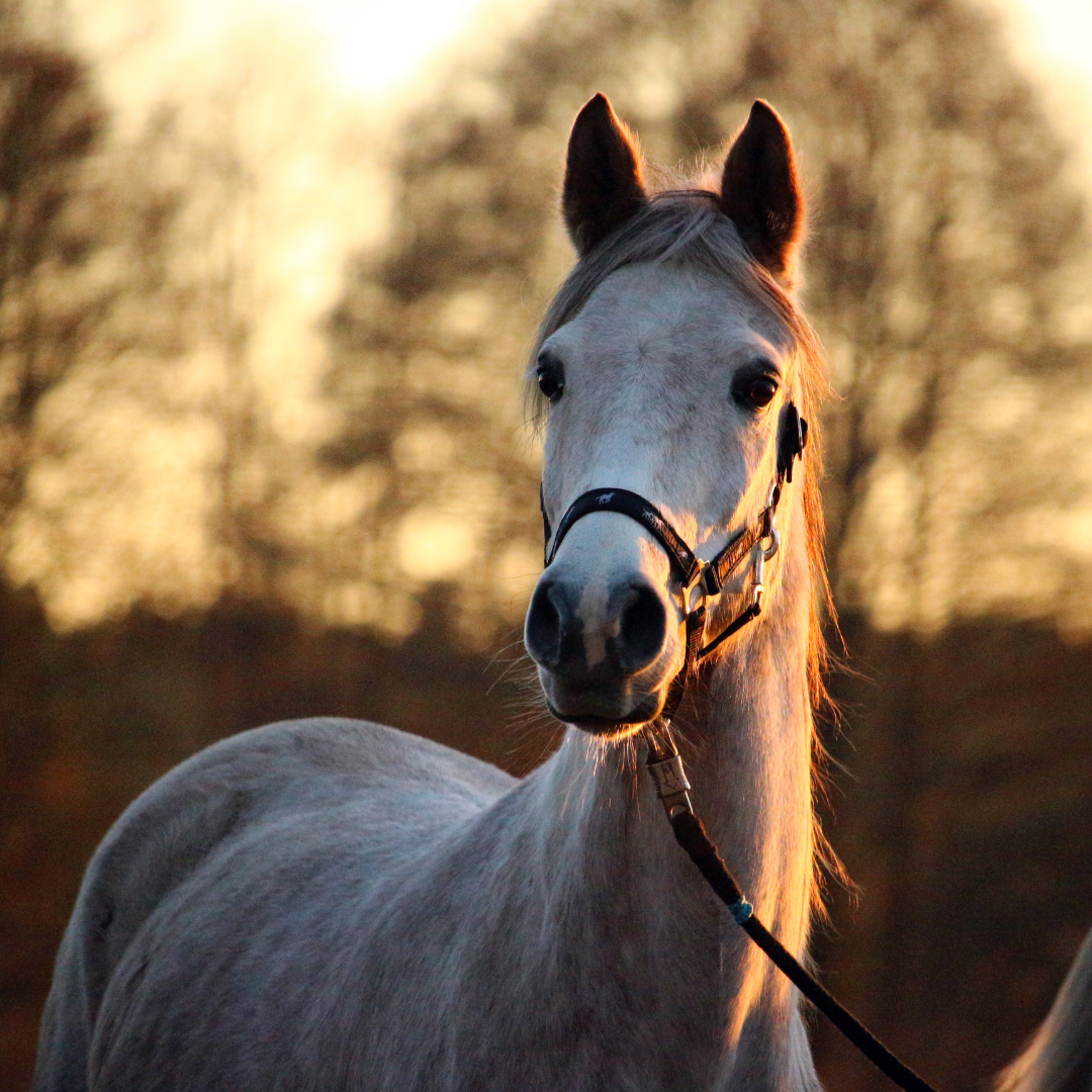 Conclusion To The Best Tips To Reduce Stress In Horses