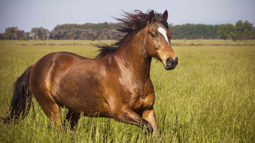 Causes And Effects Of Stress In Horses
