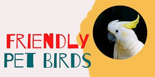 12 Top Friendly Pet Birds