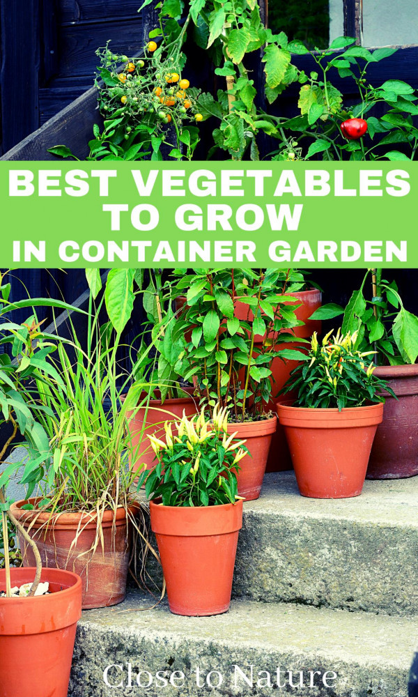 13 Best Vegetables to Grow in Your Container Garden