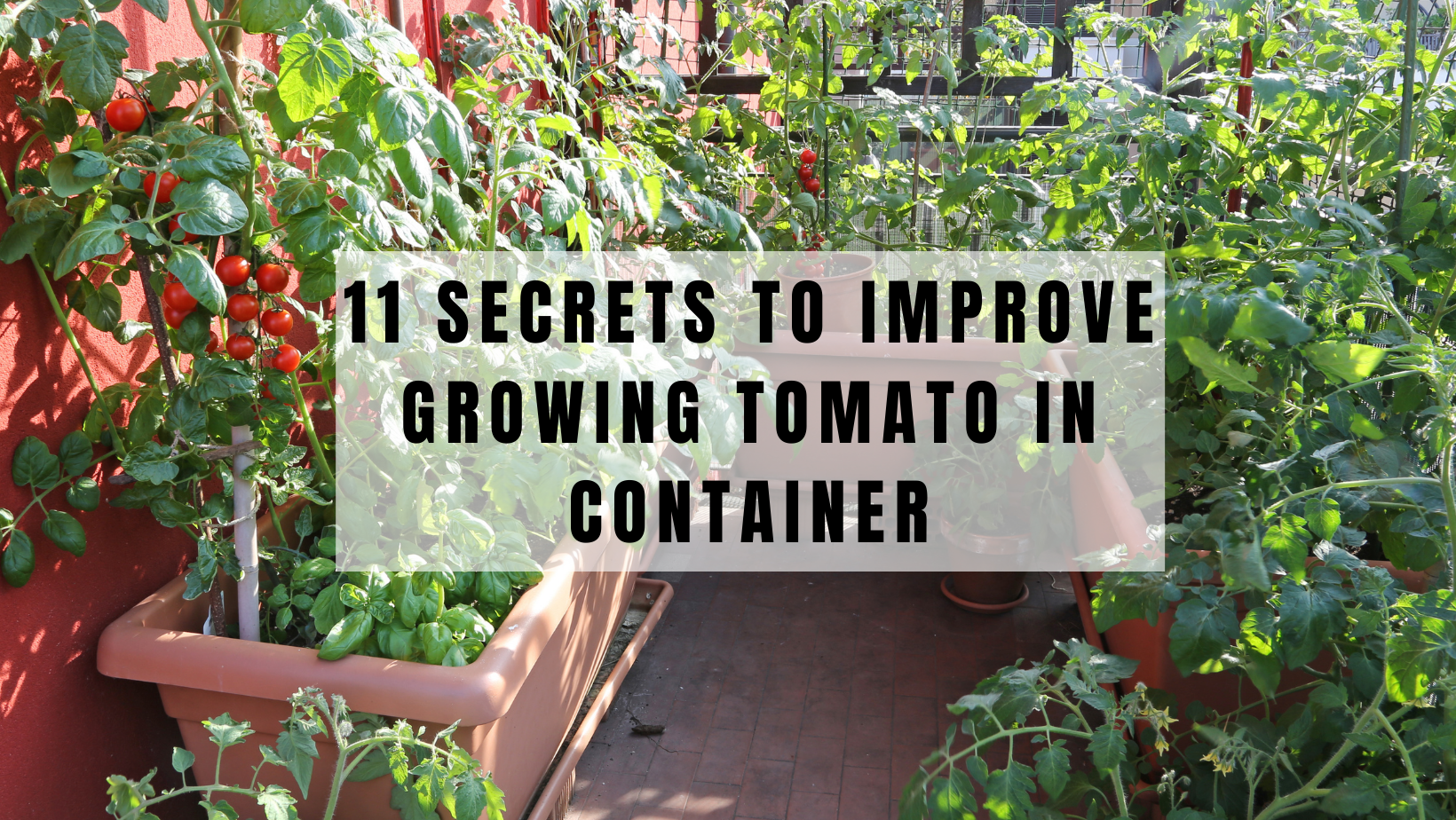 11 Secrets To Improve Growing Tomato In Container