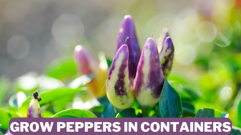 Best Steps To Grow Peppers In Containers