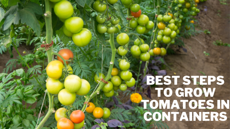 Best Steps To Grow Tomatoes In Containers