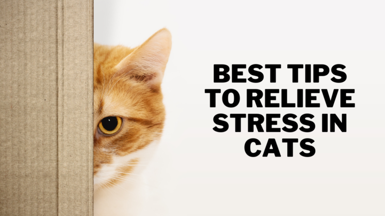 Best Tips To Relieve Stress In Cats
