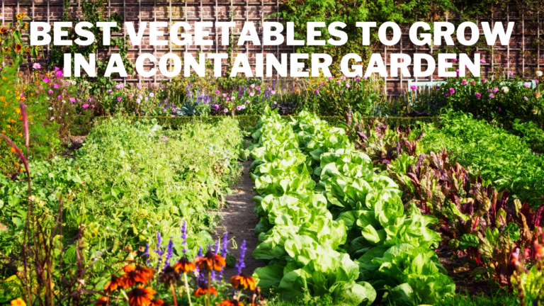 16 Best Vegetables To Grow in A Container Garden