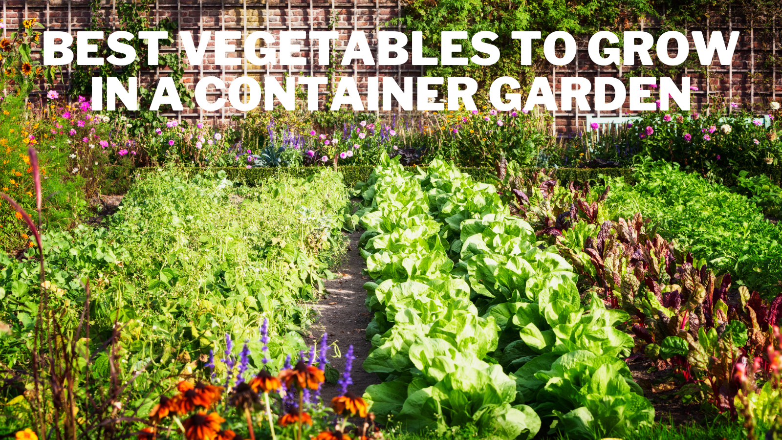 Best Vegetables To Grow in A Container Garden