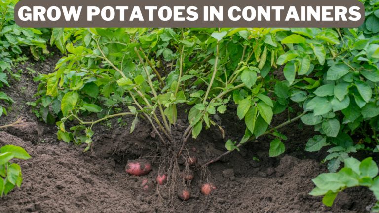 Easy Steps To Grow Potatoes In Containers