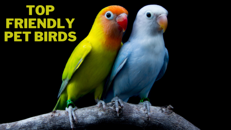 Top Friendly Pet Birds