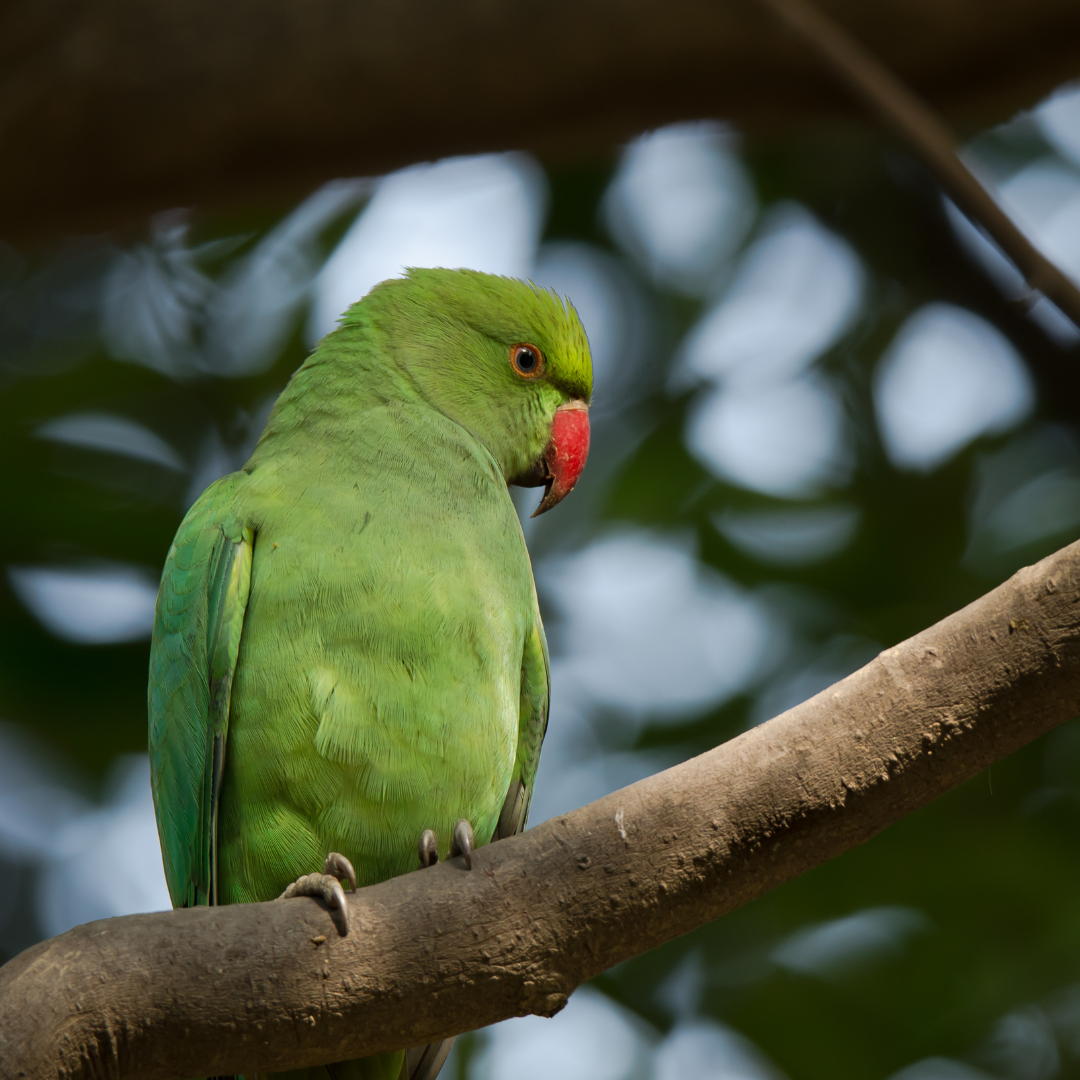 Canary-Winged Parakeets