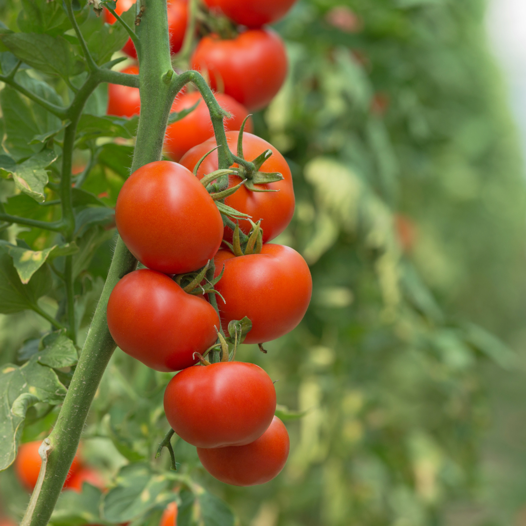 Big Boy Bush Tomato