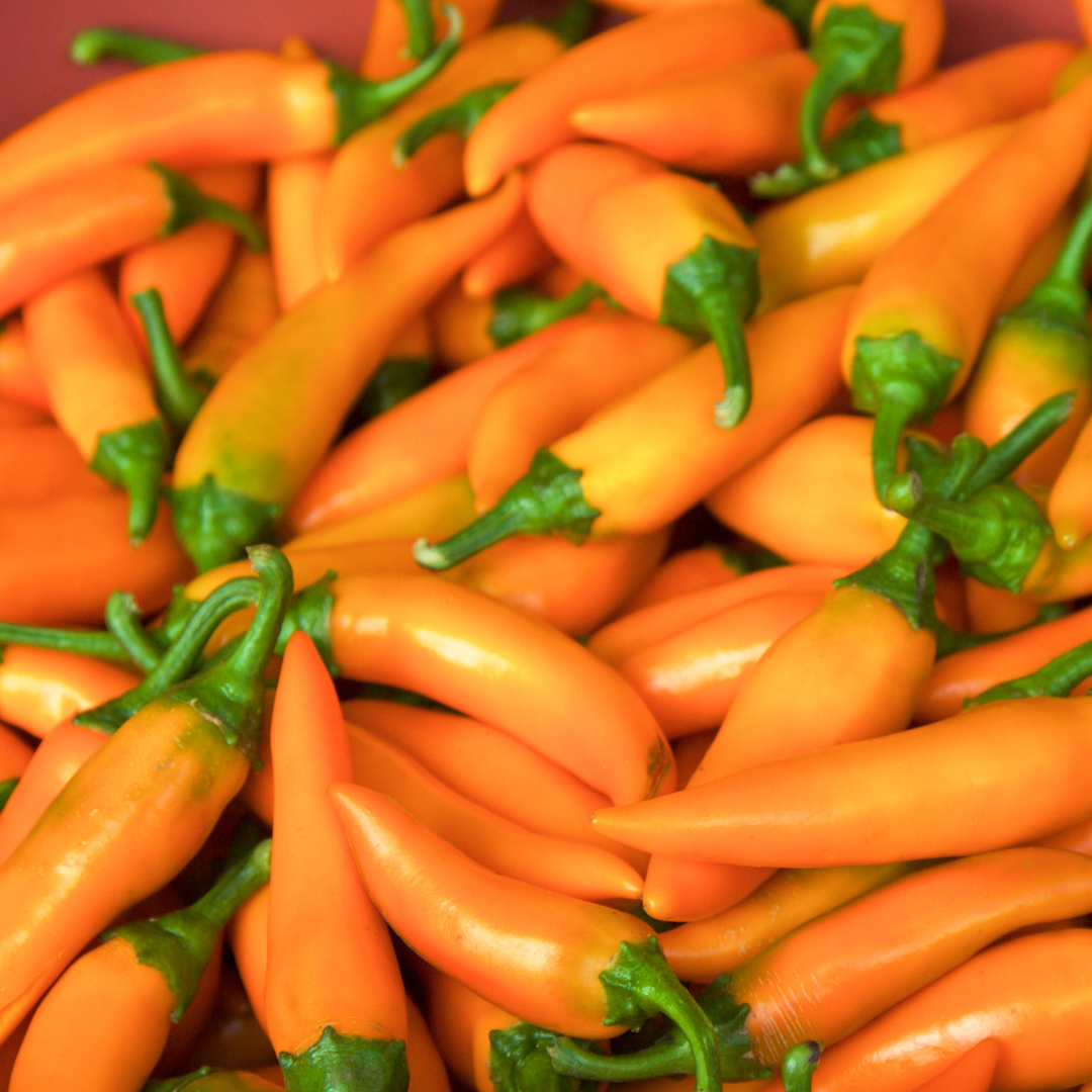 Bulgarian Carrot Peppers