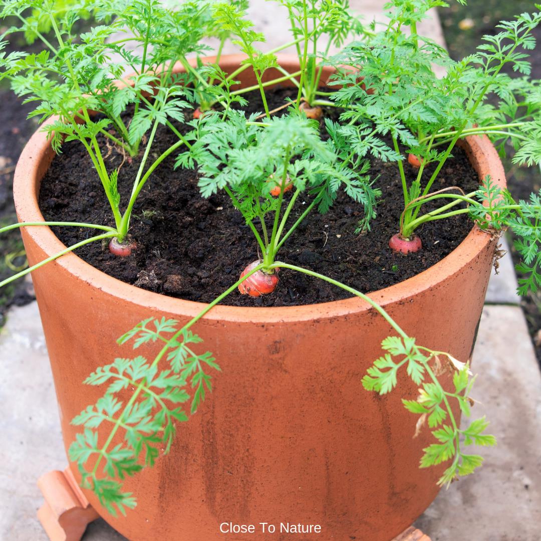 Carrots (Daucus carota)