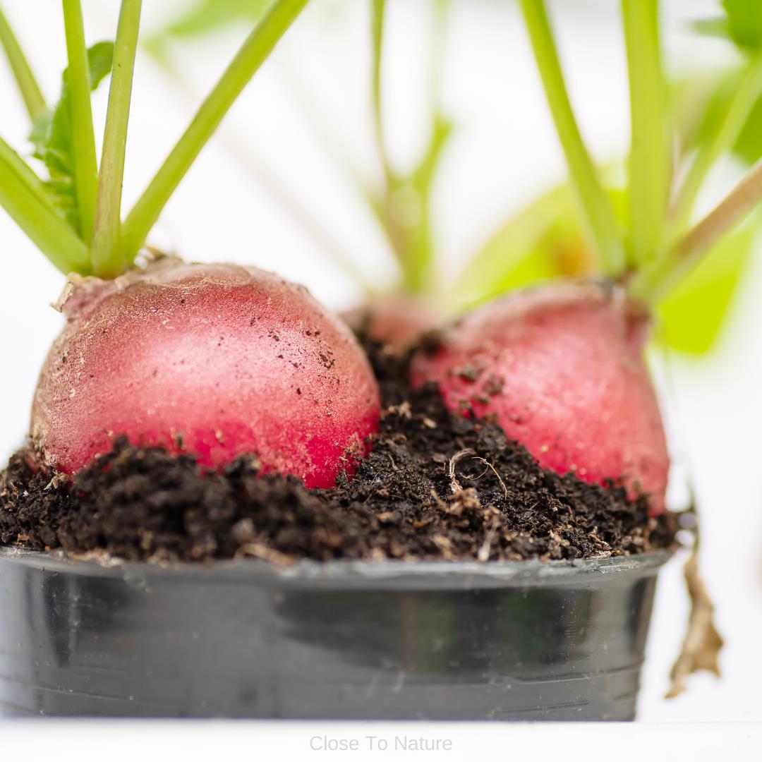 Radishes (Raphanus)