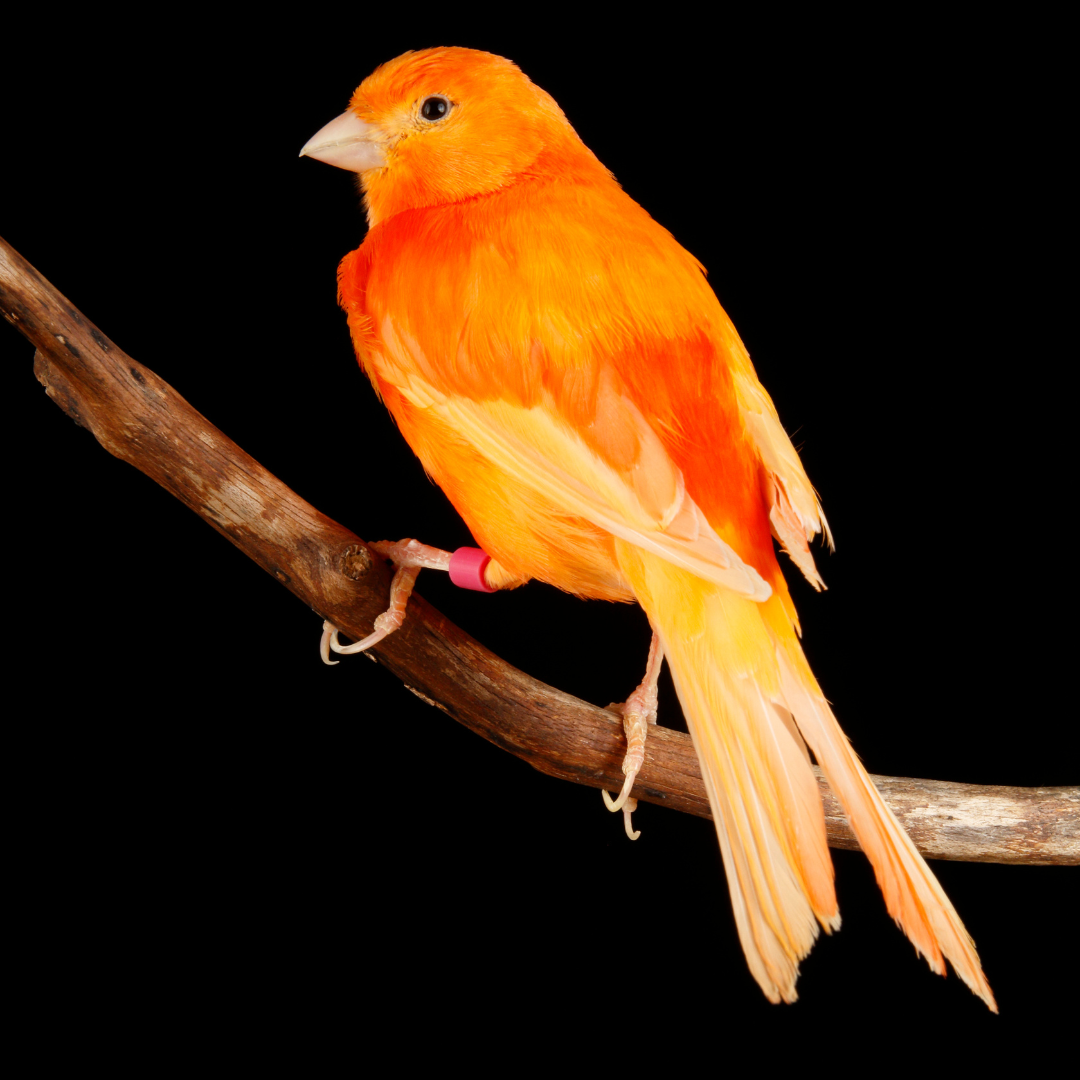 Canary (Colourbred)