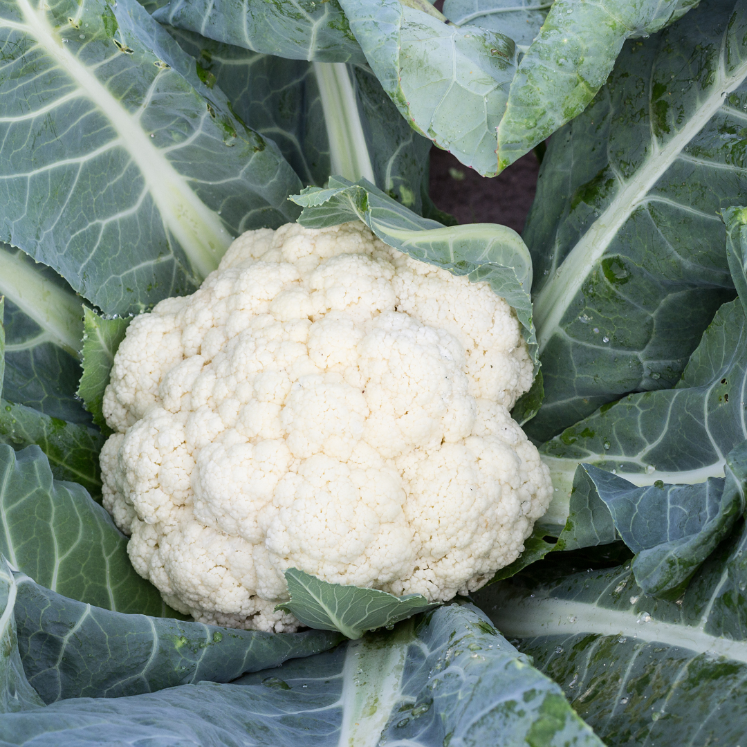 Cauliflower (Brassica oleracea var. botrytis)