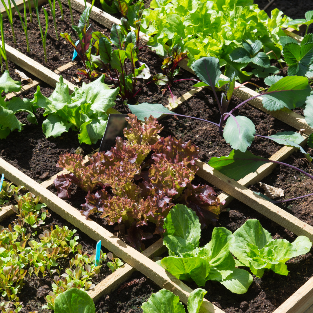 Conclusion To The 16 Best Vegetables To Grow In A Container Garden