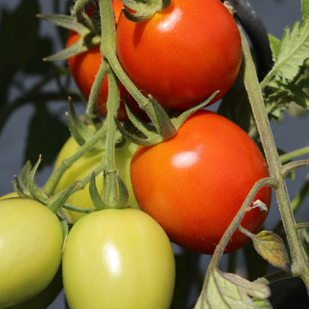 Roma Tomatoes