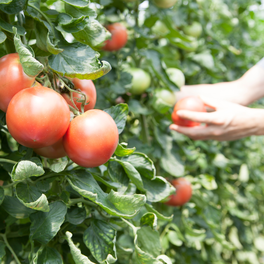 Harvesting