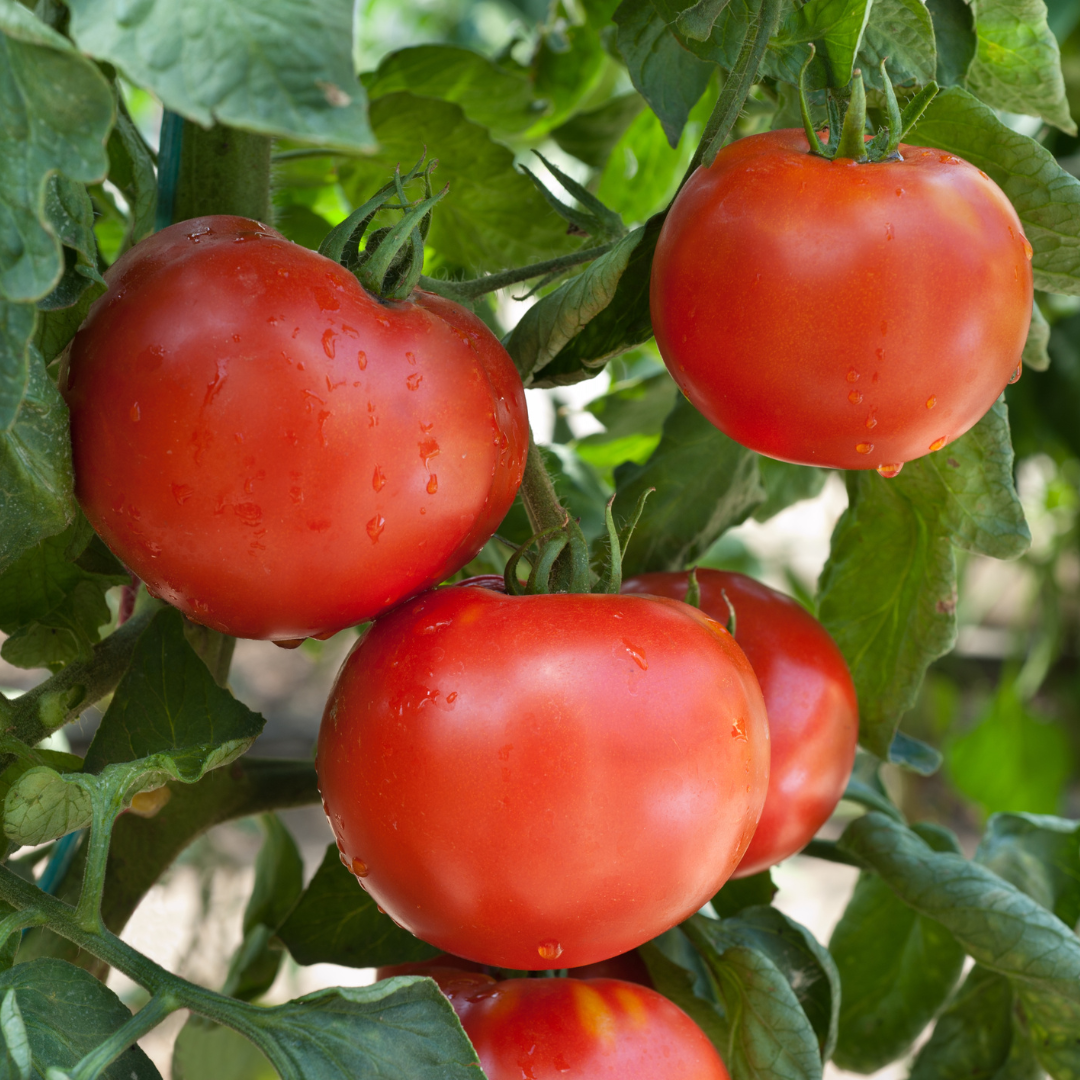 Conclusion To The Best Steps To Grow Tomatoes In Containers