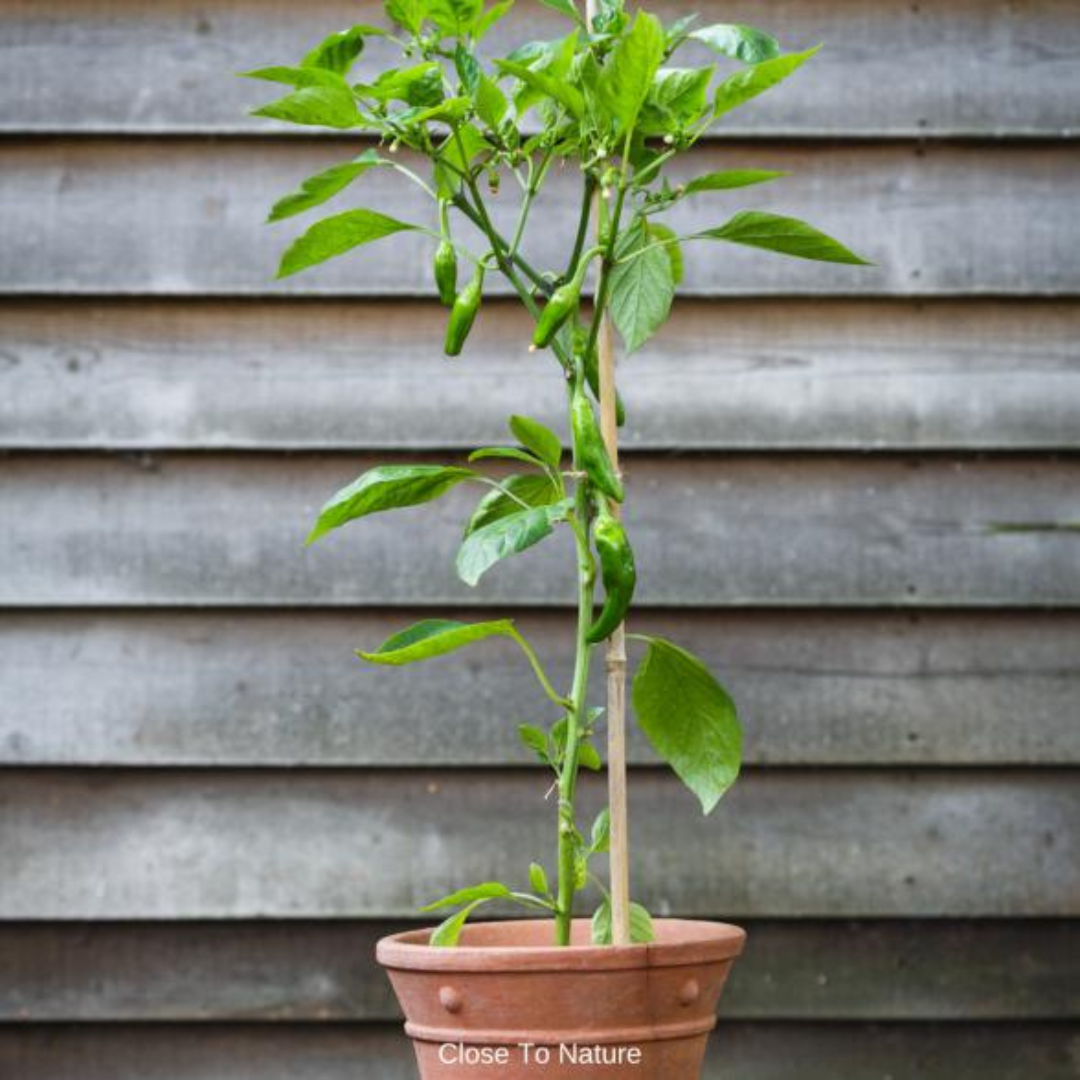 Pepper Plants Need Support