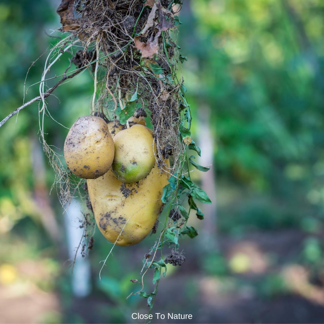 Harvesting Container Potatoes