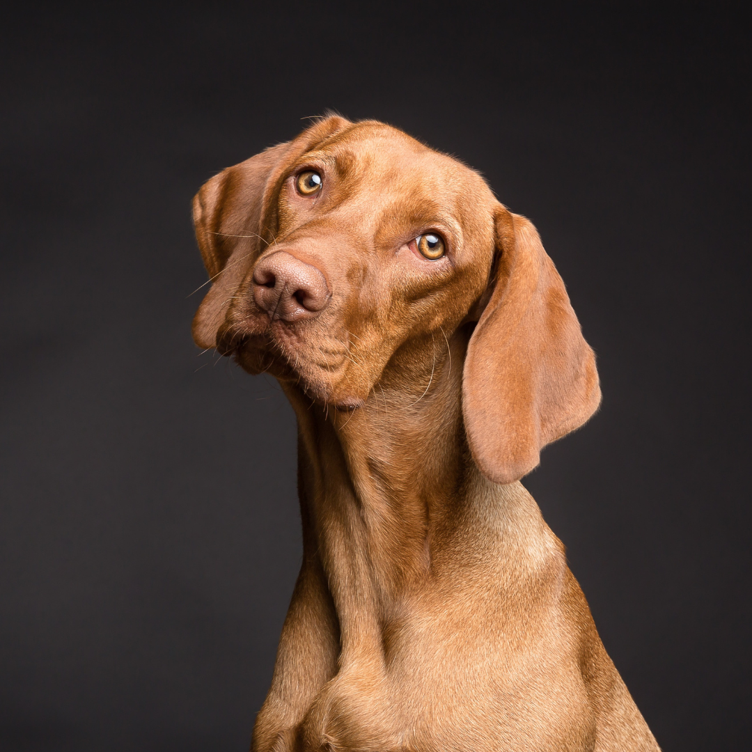 "Copper" or "Rusty" for reddish-brown dogs