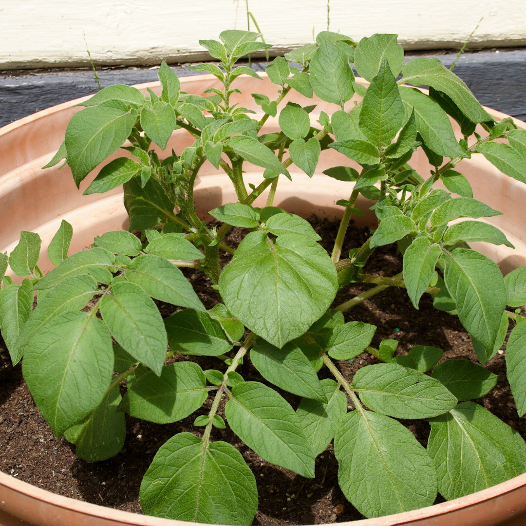 Conclusion To The Easy Steps To Grow Potatoes In Containers