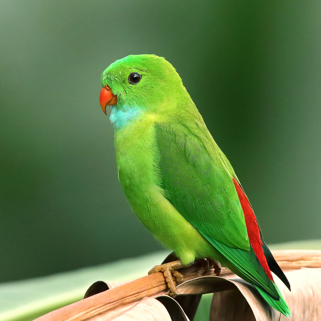 Parakeet (Parrotlet)
