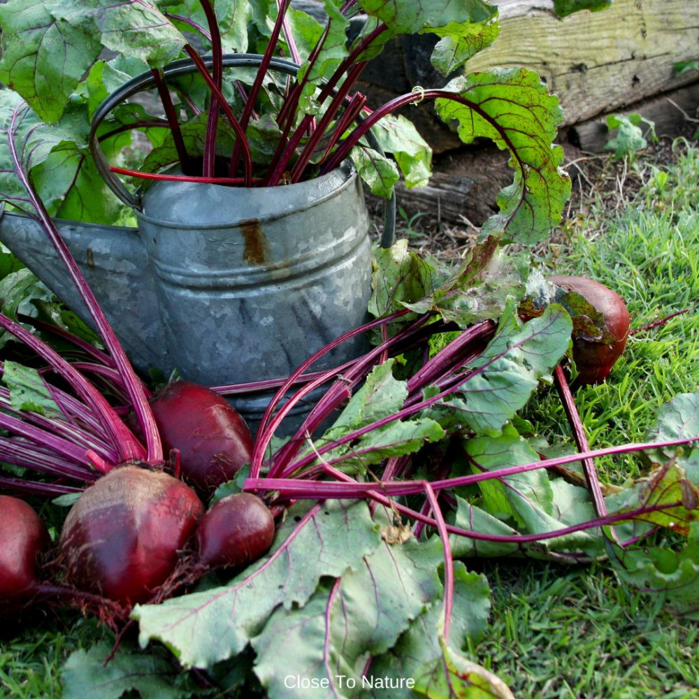 Beets (Beta vulgaris)