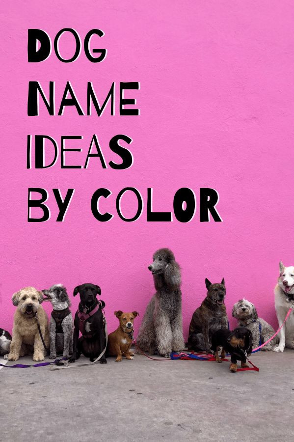 80 Best Colour-Inspired Dog Names