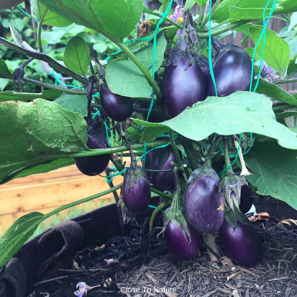 Eggplant (Solanum melongena)