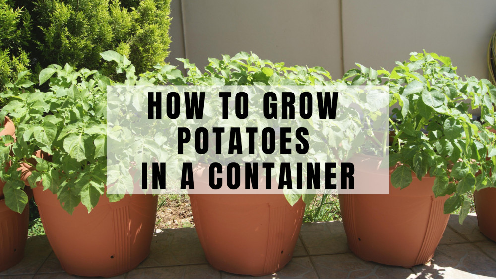 10 Easy Steps To Grow Potatoes In A Container In 2022