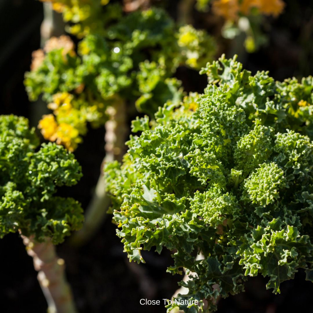 Kale (Brassica oleracea)