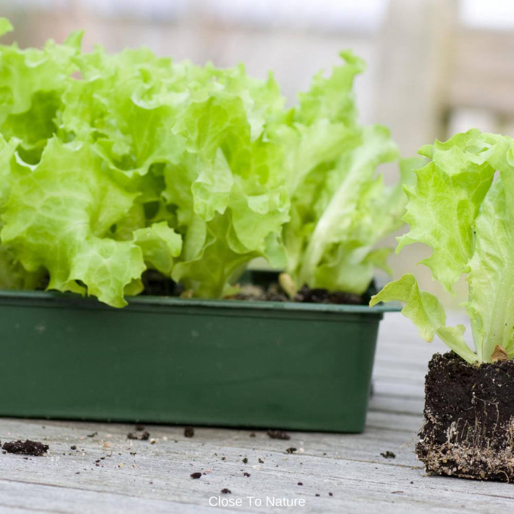 Lettuce And Salad Greens (Lactuca sativa)
