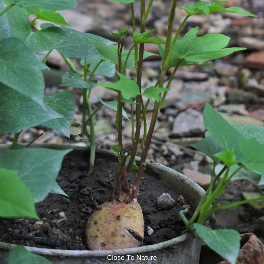 Potatoes (Solanum tuberosum)