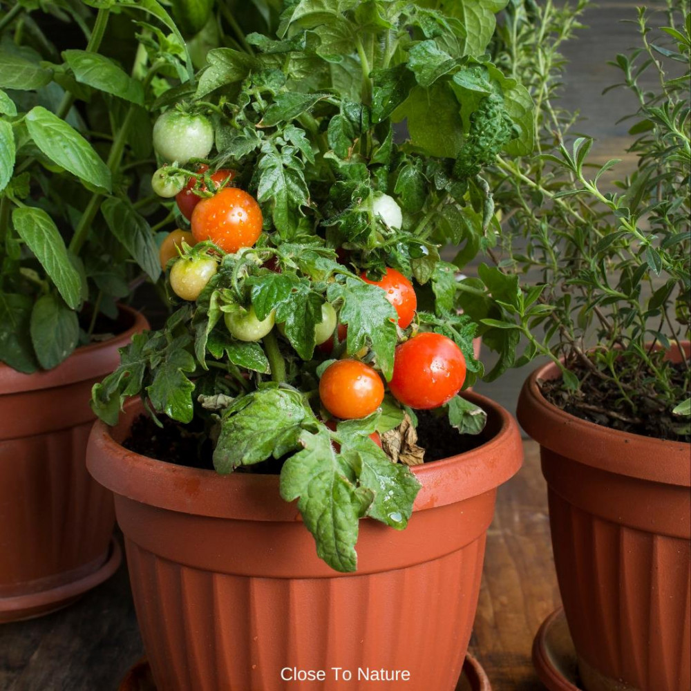 Tomatoes (Solanum Lycopersicum)