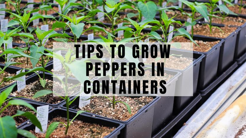 10 Awesome Tips To Grow Peppers In Containers