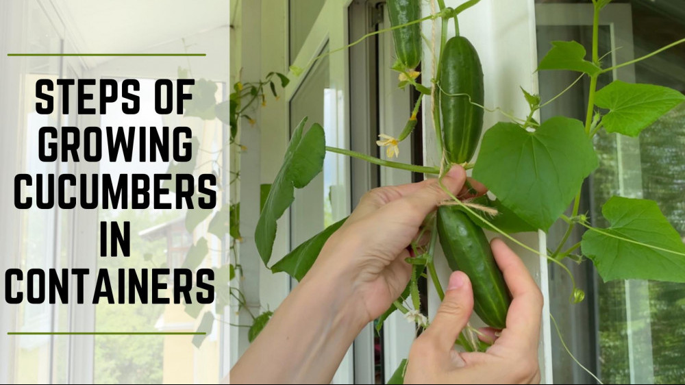 10 Easy Steps Of Growing Cucumbers In Containers
