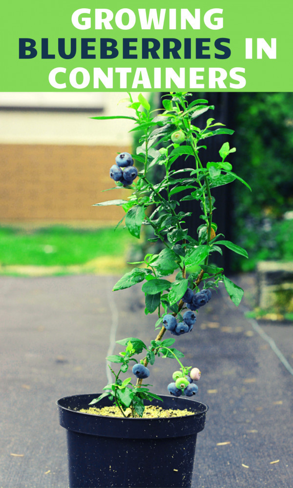 10 Steps To Growing Blueberries In Containers