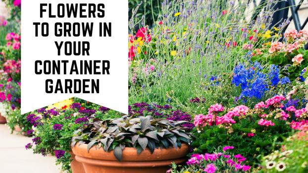 12 Best Flowers To Grow In Your Container Garden