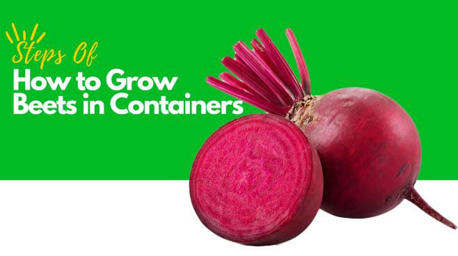 8 Easy Steps Of How To Grow Beets In Containers