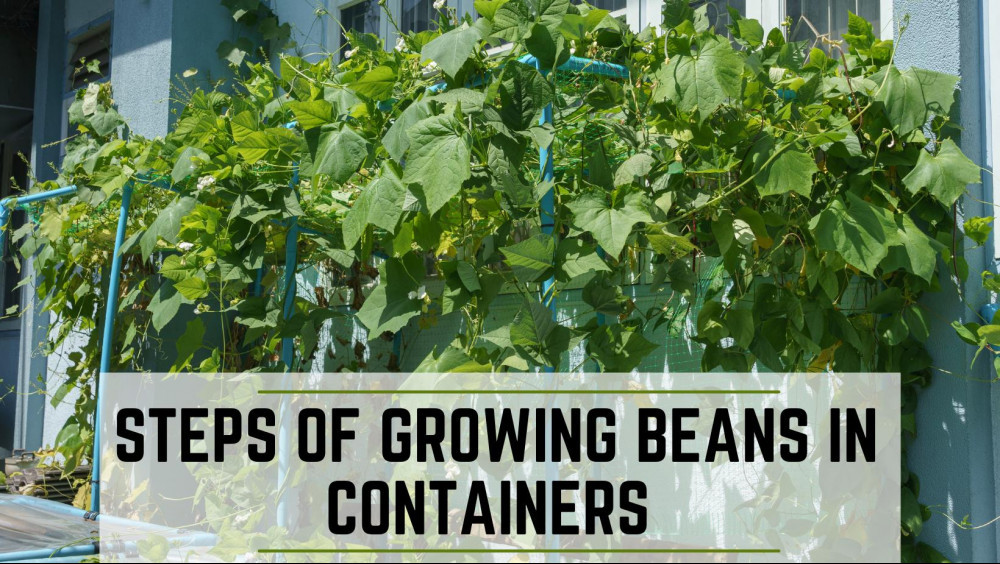 7 Steps Of Growing Beans In Containers