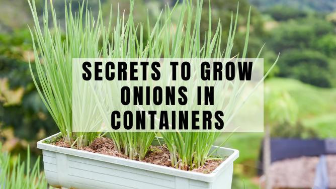 8 Best Guarded Secrets About Onions In Containers