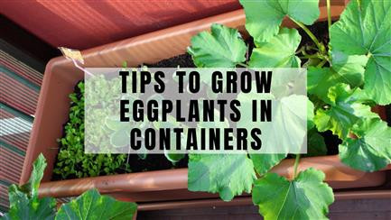 9 Creative Ways To Grow Eggplants In Containers