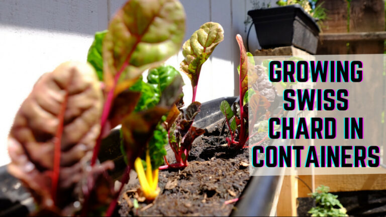 9 Best Steps To Growing Swiss Chard In Containers