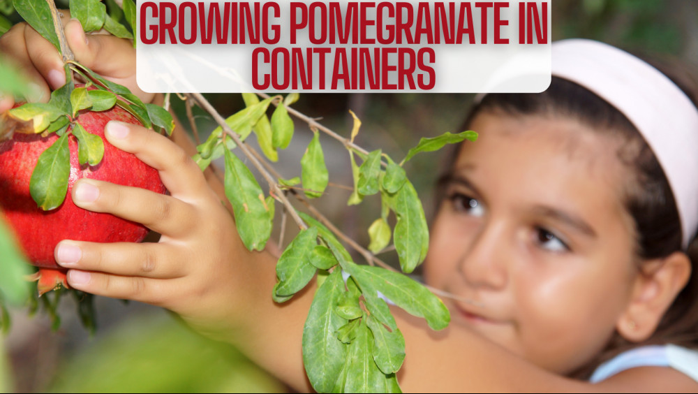 10 Steps Of Growing Pomegranate In Containers