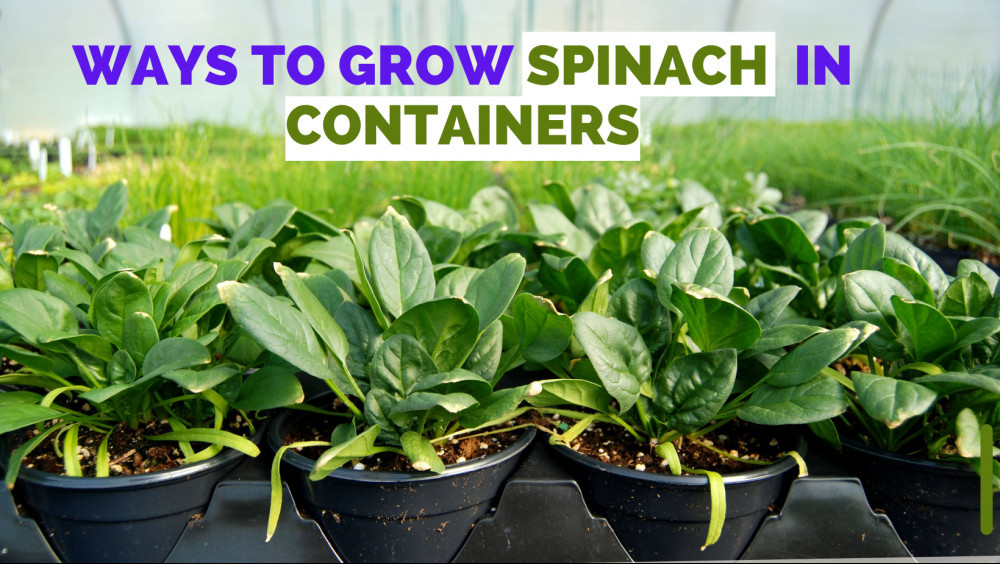 9 Unexpected Ways To Grow Spinach In Containers